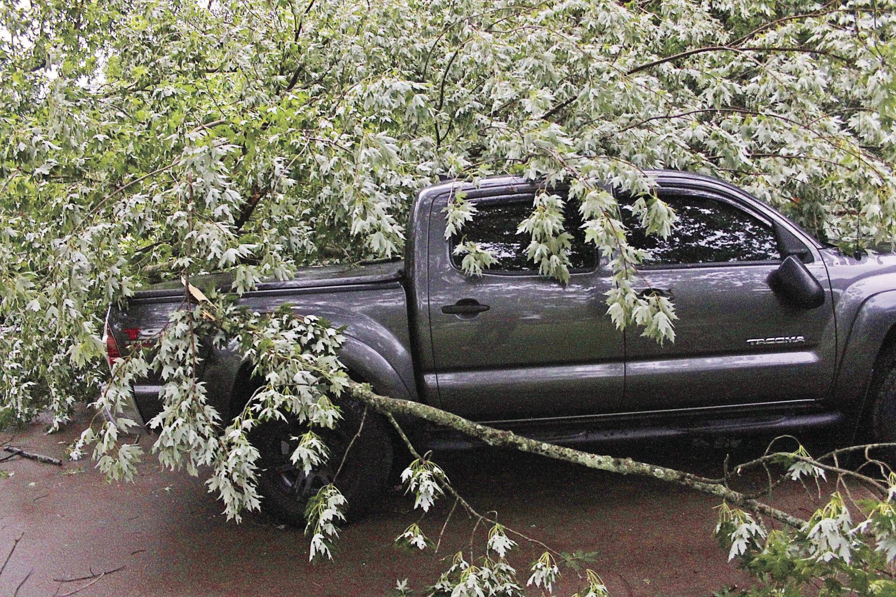 Tree on truck